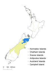 Veronica decumbens distribution map based on databased records at AK, CHR & WELT.
 Image: K.Boardman © Landcare Research 2022 CC-BY 4.0